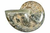 Polished Ammonite (Phylloceras?) Fossil - Madagascar #262119-1